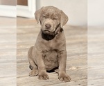 Puppy Crystal Labrador Retriever