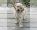 Small Photo #1 Goldendoodle Puppy For Sale in FREDONIA, KY, USA