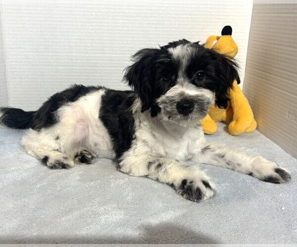 Medium Photo #2 Schnauzer (Miniature) Puppy For Sale in MORENO VALLEY, CA, USA