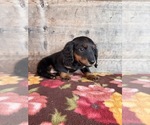 Small #17 Dachshund