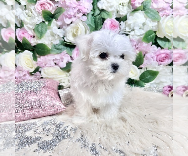 Medium Photo #62 Maltese Puppy For Sale in HAYWARD, CA, USA