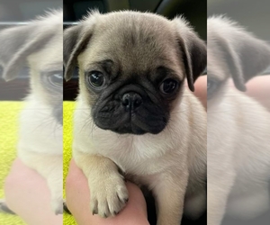 Pug Puppy for sale in SPRING, TX, USA