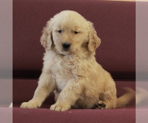 Golden Retriever Puppy for sale in FREDERICKSBURG, OH, USA