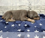 Small Photo #5 Doberman Pinscher Puppy For Sale in KEMPNER, TX, USA