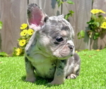 Image preview for Ad Listing. Nickname: Litter of 2