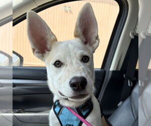 Red Heeler-Unknown Mix Dogs for adoption in Laramie, WY, USA