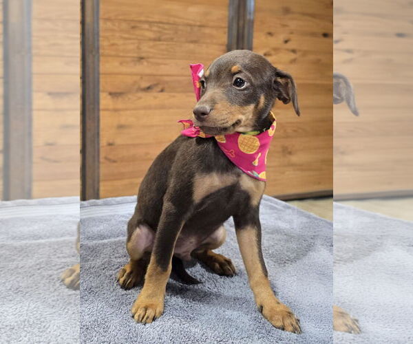 Medium Photo #5 Mutt Puppy For Sale in McKinney, TX, USA