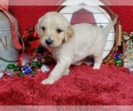 Puppy 4 Goldendoodle