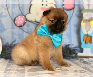 Pom-A-Pug Puppy for sale in LANCASTER, PA, USA