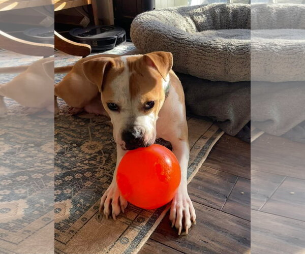 Medium Photo #21 American Pit Bull Terrier-Unknown Mix Puppy For Sale in Germantown, OH, USA
