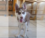 Small Photo #1 Siberian Husky Puppy For Sale in WARREN, MA, USA