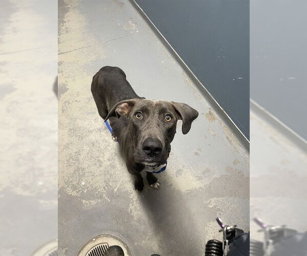 Medium Photo #1 Unknown-Weimaraner Mix Puppy For Sale in Tallahassee, FL, USA