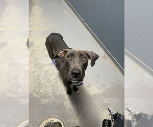 Unknown-Weimaraner Mix Dogs for adoption in Tallahassee, FL, USA