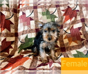 Yorkshire Terrier Puppy for sale in AMSTERDAM, MO, USA