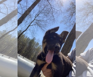German Shepherd Dog Puppy for sale in WINGATE, NC, USA