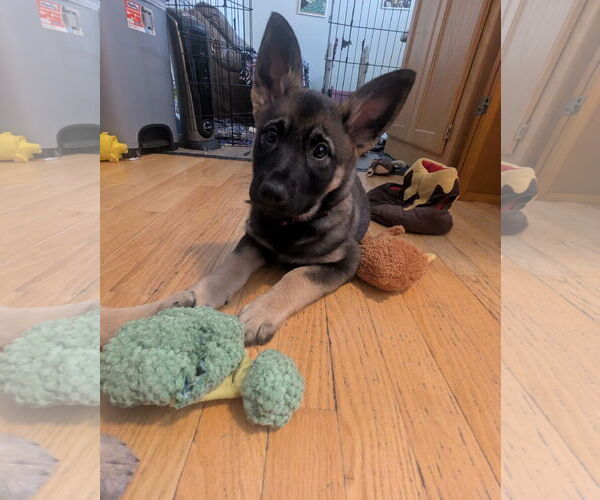 Medium Photo #2 German Shepherd Dog-pomeranian spitz Mix Puppy For Sale in Princeton, MN, USA