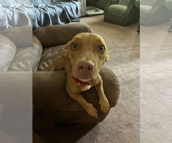 Medium Photo #1 American Pit Bull Terrier-Dachshund Mix Puppy For Sale in Thomasville, NC, USA