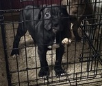 Puppy Puppy 1 American Pit Bull Terrier