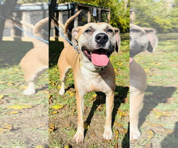 Medium Photo #7 Bullboxer Pit Puppy For Sale in Germantown, OH, USA