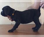 Small Photo #12 Cane Corso Puppy For Sale in GRENVILLE, NM, USA