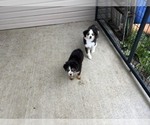 Small #9 Australian Shepherd