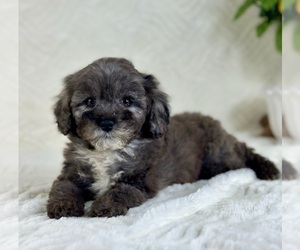 Cavapoo Puppy for sale in GREENFIELD, IN, USA