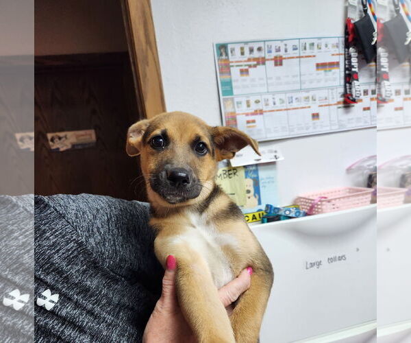 Medium Photo #16 Mutt Puppy For Sale in Fargo, ND, USA