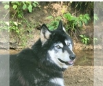 Small Photo #4 Wolf Hybrid Puppy For Sale in DALTON, OH, USA