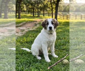 Labrenees Dogs for adoption in Genesee, WI, USA