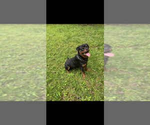 Rottweiler Puppy for sale in JONESBORO, GA, USA