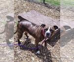 Small Boxer Mix