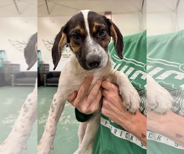 Medium Photo #1 Labbe Puppy For Sale in GILBERTS, IL, USA