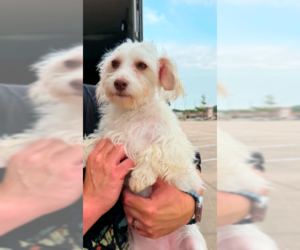 Maltese-Unknown Mix Dogs for adoption in Cranston, RI, USA