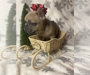 French Bulldog Puppy for sale in MIAMI, FL, USA