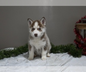 Siberian Husky Puppy for sale in HOLMESVILLE, OH, USA