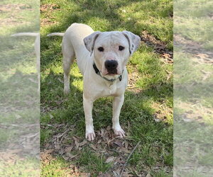 Mutt Dogs for adoption in Boston, MA, USA