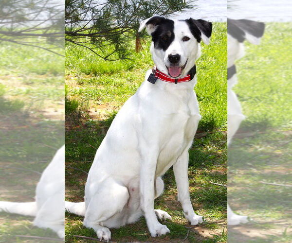 Medium Photo #7 Borador Puppy For Sale in Evansville, IN, USA