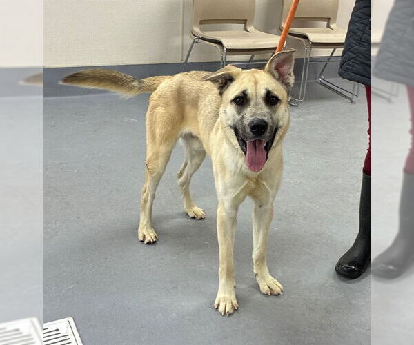 Medium Photo #1 Anatolian Shepherd-Unknown Mix Puppy For Sale in Louisville, KY, USA