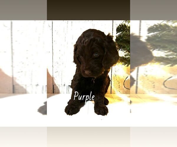 Medium Photo #1 Springerdoodle Puppy For Sale in TERRE HAUTE, IN, USA