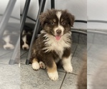 Puppy 9 Australian Shepherd