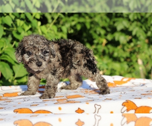 Medium Photo #16 Poodle (Toy) Puppy For Sale in DYERSBURG, TN, USA