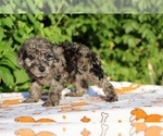 Small #15 Poodle (Toy)