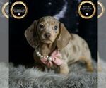 Puppy Esmerelda ACA Dachshund