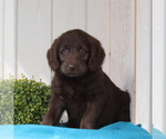 Small Photo #1 Labradoodle-Poodle (Standard) Mix Puppy For Sale in COATESVILLE, PA, USA