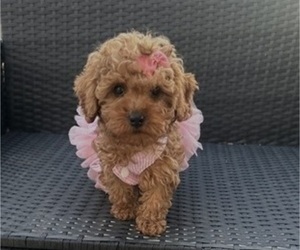 Poodle (Toy) Puppy for sale in PLAINFIELD, IL, USA