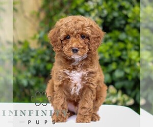 Goldendoodle (Miniature) Puppy for sale in EAST EARL, PA, USA