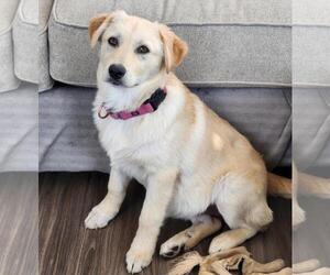 Golden Pyrenees Dogs for adoption in Brooklyn Center, MN, USA