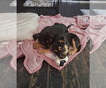 Small #3 German Shepherd Dog Mix