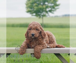 Goldendoodle Puppy for sale in NARVON, PA, USA