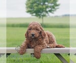 Small Goldendoodle